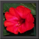 Scarlet Red Four O Clock Mirabilis Jalapa Perennial Flower 40 Seeds Fresh Garden Scarlet Red Four O Clock Mirabilis Jalapa Perennial Flower 40 Seeds Fresh Garden