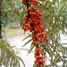 Sea Buckthorn Hippophae Rhamnoides Shrub 10 Seeds Fresh Garden