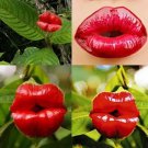 Sexy Red Lip Flower Seeds 50 Unique Orchid 50 Seeds Fresh Garden Sexy Red Lip Flower Seeds 50 Unique Orchid 50 Seeds Fresh Garden