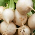 Shogoin Japanese Turnip 200 Seeds White Hakurei Asian Vegetable Plant Fresh Garden