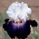 Skirted Iris Flower Purple Lavender Garden Plants 25 Seeds Fresh Garden Skirted Iris Flower Purple Lavender Garden Plants 25 Seeds Fresh Garden