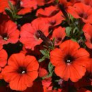 Sky Blue Petunia 20 Authentic Seeds Fresh Garden Sky Blue Petunia 20 Authentic Seeds Fresh Garden