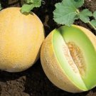 Sky Rocket Melon Sweet Tasting Farm 25 Seeds Fresh Garden Sky Rocket Melon Sweet Tasting Farm 25 Seeds Fresh Garden