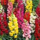 Snapdragon Flower Seeds 2000 Tall Mixed Colors Garden Fresh Garden Snapdragon Flower Seeds 2000 Tall Mixed Colors Garden Fresh Garden