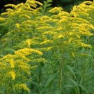 Solidago Goldenrod 1000 Seeds Fresh Garden