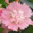 Spring Pink Hollyhock 50 Seeds Perennial Flower Fresh Garden Spring Pink Hollyhock 50 Seeds Perennial Flower Fresh Garden