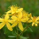 St Johns Wort Plant Herbs Perennial Organic 3000 Seed Fresh Garden St Johns Wort Plant Herbs Perennial Organic 3000 Seed Fresh Garden