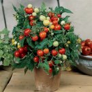 Strongboy Red Micro Dwarf Tomato Seeds Fresh Garden