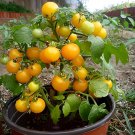 Strongboy Yellow Micro Dwarf Tomato Fresh Garden Strongboy Yellow Micro Dwarf Tomato Fresh Garden