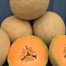 Sugar Melon Sweet Tasting Farm Planting Garden 25 Seeds Fresh Garden Sugar Melon Sweet Tasting Farm Planting Garden 25 Seeds Fresh Garden