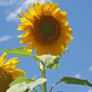 Sunflower Grey Stripe 50 Seeds Per Packet Fresh Garden Sunflower Grey Stripe 50 Seeds Per Packet Fresh Garden