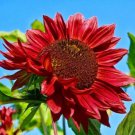 Sunflower Red Giant Ornamental Titan Flowers Garden Organic 50 Seeds Fresh Garden Sunflower Red Giant Ornamental Titan Flowers Garden Organic 50 Seeds Fresh Garden