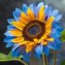 Sunflower Seeds For Planting Grow Rare Blue Yellow Queen Sun Flowers Fresh Garden Sunflower Seeds For Planting Grow Rare Blue Yellow Queen Sun Flowers Fresh Garden