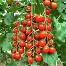 Super Sweet 100 Cherry Tomato Seeds Fresh Garden