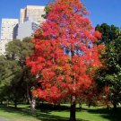 Sweetgum Liquidambar Styraciflua Tree Seeds Fall Color Hardy Fast 30 Seeds Fresh Garden Sweetgum Liquidambar Styraciflua Tree Seeds Fall Color Hardy Fast 30 Seeds Fresh Garden