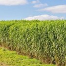 Switch Grass 500 Seeds Prairie Tall Grass Clum Ornamental Perennial Fresh Garden