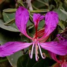 The Bauhinia Purpurea Pink Orchid Tree 10 Authentic Seeds Fresh Garden The Bauhinia Purpurea Pink Orchid Tree 10 Authentic Seeds Fresh Garden
