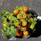 Tiny Tim Micro Dwarf Tomato 12 Seeds Fresh Garden Tiny Tim Micro Dwarf Tomato 12 Seeds Fresh Garden