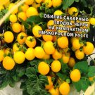 Titmouse Micro Dwarf Tomato Seeds From Russia Fresh Garden Titmouse Micro Dwarf Tomato Seeds From Russia Fresh Garden