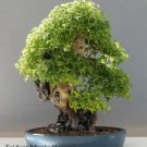 Trident Maple Tree Seeds To Grow 25 Seeds Prized Bonsai Fresh Garden Trident Maple Tree Seeds To Grow 25 Seeds Prized Bonsai Fresh Garden