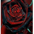 True Blood Rose Bush 20 Seeds Rare Fresh Garden True Blood Rose Bush 20 Seeds Rare Fresh Garden