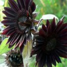 Velvet Queen Black Sunflower 25 Seeds Flowers Seed Flower Perennial Fresh Garden Velvet Queen Black Sunflower 25 Seeds Flowers Seed Flower Perennial Fresh Garden