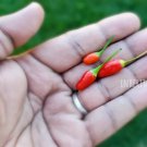 Vietnamese Birdseye Chili Pepper Hot 30 Garden Seeds Fresh Garden