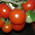 Vilma Micro Dwarf Tomato 12 Seeds Fresh Garden