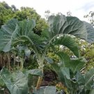 Walking Stick Kale Seeds 50 Seeds Brassica Oleracea Var V Fresh Garden