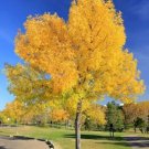 White Ash Tree 25 Seeds Fraxinus Americana Fresh Garden White Ash Tree 25 Seeds Fraxinus Americana Fresh Garden