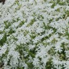 White Cree Phlox Flowers Easy Grow Garden Planting 25 Seeds Fresh Garden White Cree Phlox Flowers Easy Grow Garden Planting 25 Seeds Fresh Garden
