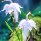 White Egret Orchid Flower Exotic Tropical Houseplant 10 Seeds Fresh Garden