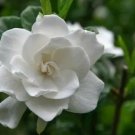 White Gardenia Flower Seeds Long Lasting Perennial 20 Seeds Fresh Garden