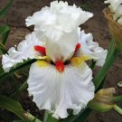 White Iris Seeds Iris 25 Seeds Fresh Garden