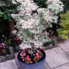 White Japanese Maple Tree 10 Authentic Seeds Fresh Garden White Japanese Maple Tree 10 Authentic Seeds Fresh Garden