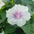 White Morning Glory 10 Authentic Seeds Fresh Garden White Morning Glory 10 Authentic Seeds Fresh Garden