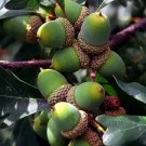 White Oak Quercus Alba 1 2 Bare Root Seedling Nut Trees 10 Seeds Fresh Garden White Oak Quercus Alba 1 2 Bare Root Seedling Nut Trees 10 Seeds Fresh Garden