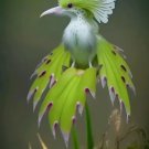 White Phoenix Orchid Flower Plants Rare Flower 10 Seeds Fresh Garden