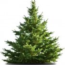 White Pine Tree 20 Authentic Seeds Fresh Garden White Pine Tree 20 Authentic Seeds Fresh Garden