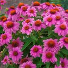 Wild Berry Coneflower 40 Seeds Echinacea Flower Perennial Flowers Fresh Garden Wild Berry Coneflower 40 Seeds Echinacea Flower Perennial Flowers Fresh Garden