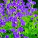 Wild Blue Indigo Bush 30 Seeds Baptisia Australis Fresh Garden Wild Blue Indigo Bush 30 Seeds Baptisia Australis Fresh Garden