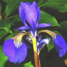 Wild Blue Iris 25 Seeds Iris Missouriensis Perennial Bloom Blue Fresh Garden