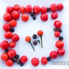 Wild Chiltepin Hot Chilli Pepper 50 Seeds Organic Fresh Garden Wild Chiltepin Hot Chilli Pepper 50 Seeds Organic Fresh Garden