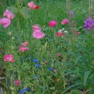 Wildflower Mix 1000 Seeds Alaska Mix Fresh Garden Wildflower Mix 1000 Seeds Alaska Mix Fresh Garden