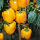 Yellow Bell Pepper 30 Seeds Premium Strain Inherited Thru 2 Generations Fresh Garden Yellow Bell Pepper 30 Seeds Premium Strain Inherited Thru 2 Generations Fresh Garden