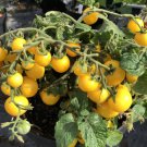 Yellow Micro Dwarf Sweet Cherry Tomato Vegetable 12 Seeds Fresh Garden Yellow Micro Dwarf Sweet Cherry Tomato Vegetable 12 Seeds Fresh Garden
