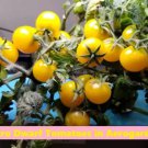Yellow Micro Dwarf Tomato 12 Seeds Fresh Garden