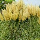Yellow Pampas Grass Seeds Rare Unusual Stunning Flower 200 Seeds Fresh Garden Yellow Pampas Grass Seeds Rare Unusual Stunning Flower 200 Seeds Fresh Garden
