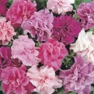 Yellow Petunia 20 Authentic Seeds Fresh Garden