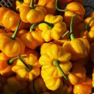 Yellow Pumpkin Pepper Seeds Superhot Pepper 20 Seeds Fresh Garden